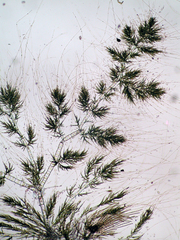 Draparnaldia mutabilis