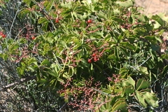 Cyphostemma quinatum