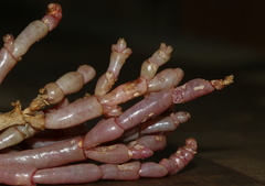 Salicornia natalensis