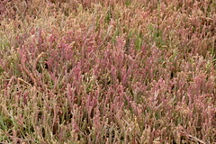 Salicornia natalensis