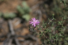 Drosanthemum karrooense