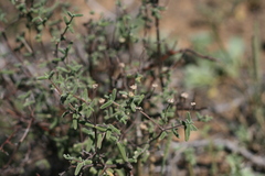 Drosanthemum karrooense