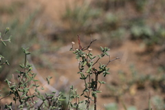Drosanthemum karrooense
