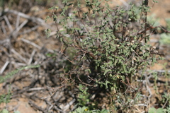 Drosanthemum karrooense