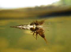 Ephemerella subvaria