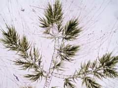 Draparnaldia mutabilis