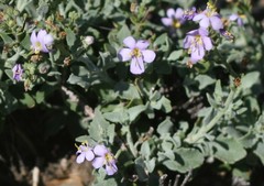 Chaenostoma halimifolium