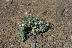 Chaenostoma halimifolium