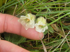 Hermannia geniculata