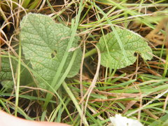 Hermannia geniculata