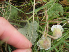 Hermannia geniculata