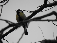 Parus major