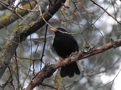 Turdus merula
