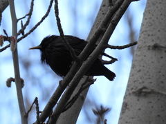 Sturnus unicolor