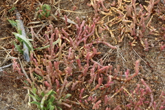 Salicornia natalensis