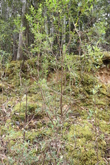 Pimelea drupacea