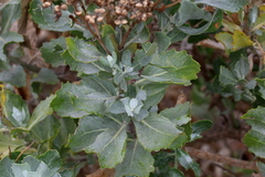 Othonna parviflora