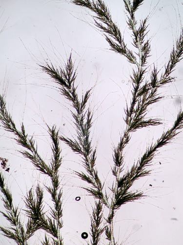 Draparnaldia mutabilis observed 2012-07-31