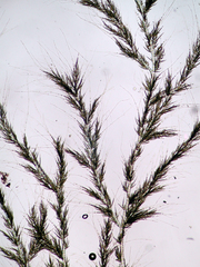 Draparnaldia mutabilis