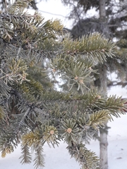 Picea obovata