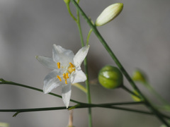 Anthericum ramosum