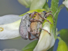 Tychius breviusculus