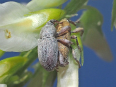 Tychius breviusculus