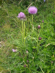Cirsium × alpestre