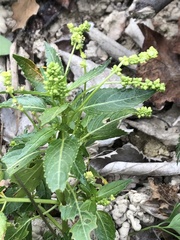 Mercurialis annua