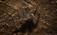 Astiini