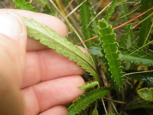 Image of Sawleaf Ministar (Alepidea serrata) by (c) Antoinette Eyssell Knox, some rights reserved (CC BY-SA)