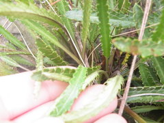 Alepidea serrata