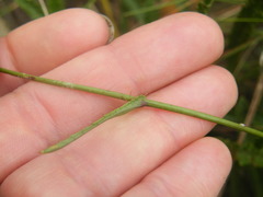 Alepidea serrata