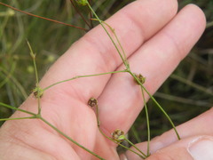 Alepidea serrata