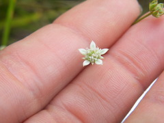 Alepidea serrata