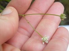 Alepidea serrata