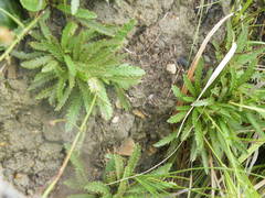 Alepidea serrata
