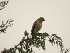 Rupornis magnirostris