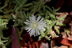 Mesembryanthemum canaliculatum