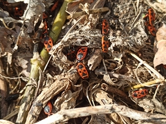 Pyrrhocoris apterus