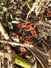 Pyrrhocoris apterus