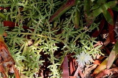 Mesembryanthemum canaliculatum
