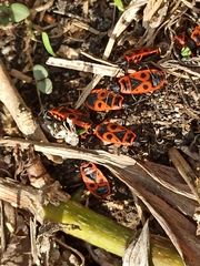 Pyrrhocoris apterus