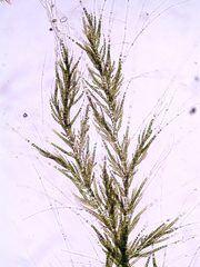 Draparnaldia mutabilis