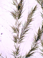 Draparnaldia mutabilis