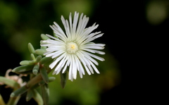 Mesembryanthemum canaliculatum