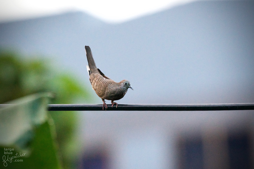 Zebra Dove, photo 8 of 8