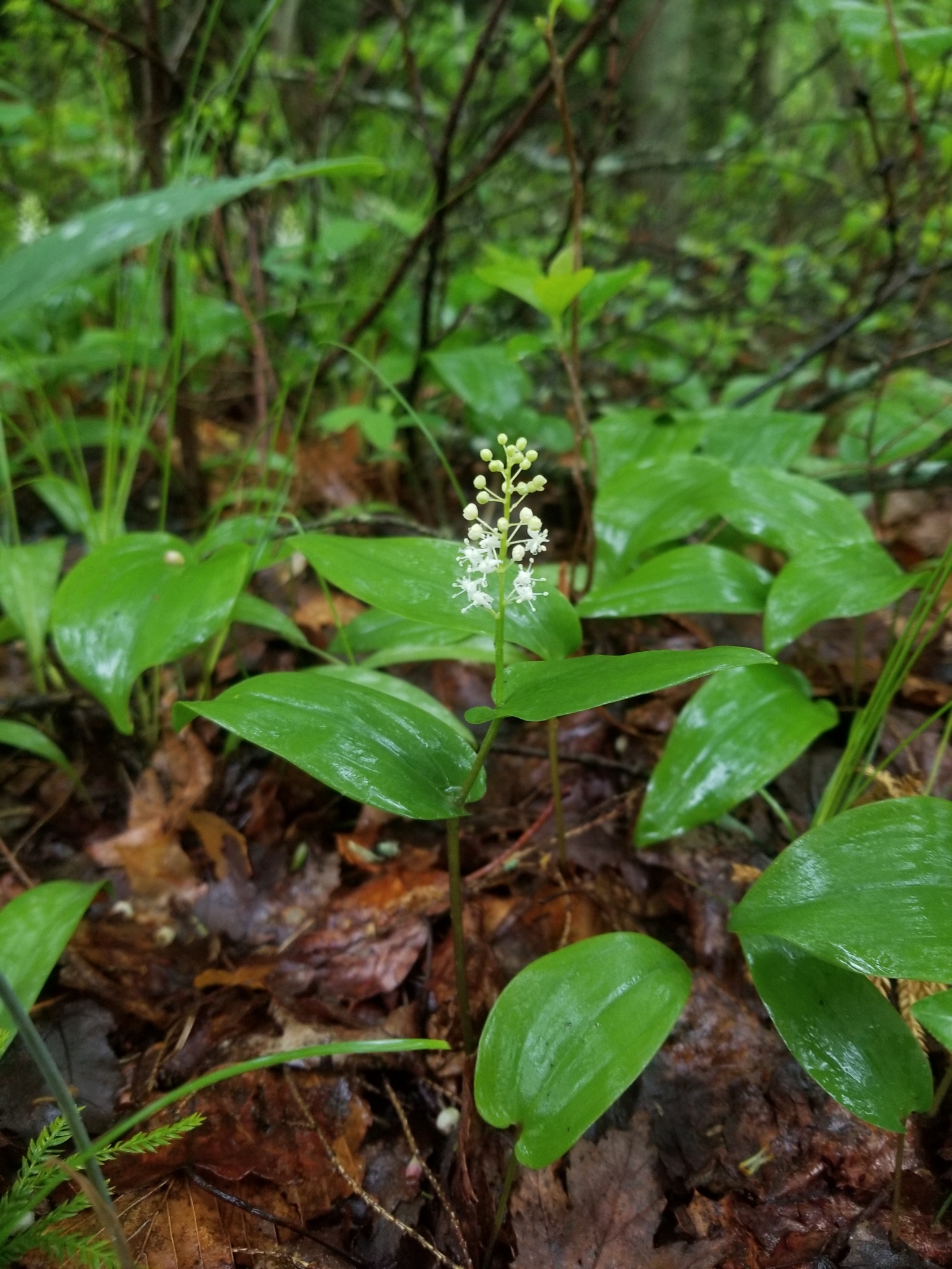 Maianthemum canadense