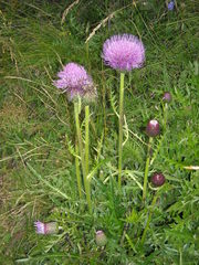 Cirsium × alpestre