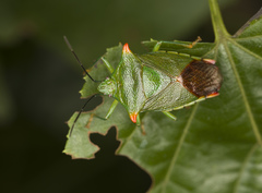 Acanthosoma labiduroides